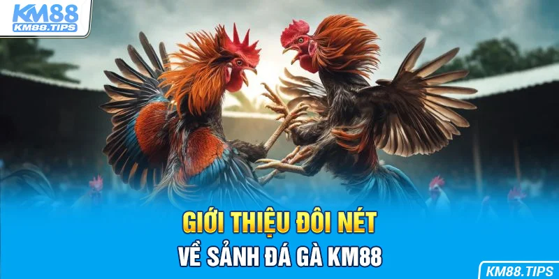 Đá Gà KM88 giúp bet thủ thỏa mãn đam mê chọi kê