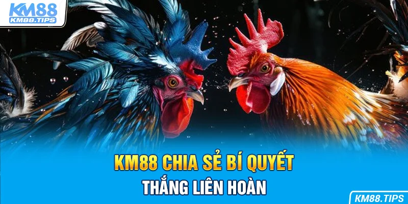 Bí quyết dự đoán chọi kê cực hay không nên bỏ lỡ